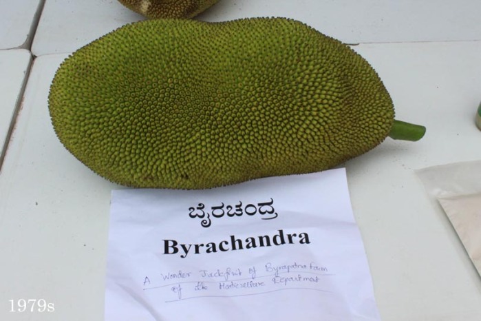 Byrachandra Jackfruit
